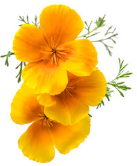 flower Eschscholzia californica (California poppy, golden poppy, California sunlight, cup of gold)...