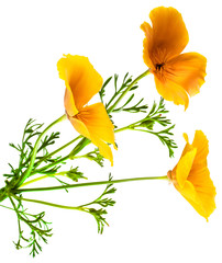 Naklejka premium flower Eschscholzia californica (California poppy, golden poppy, California sunlight, cup of gold) isolated on white background shots in macro lens close-up