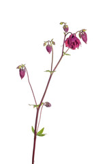 dark red isolated garden flower