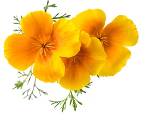 Wall murals Poppy flower Eschscholzia californica (California poppy, golden poppy, California sunlight, cup of gold) isolated on white background shots in macro lens close-up