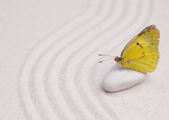 Fototapeta na wymiar An yellow butterfly on a white zen pebble