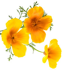 Fototapeta na wymiar flower Eschscholzia californica (California poppy, golden poppy, California sunlight, cup of gold) isolated on white background shots in macro lens close-up