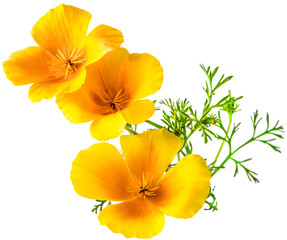 Fototapeta premium kwiat Eschscholzia californica (mak kalifornijski, złoty mak, kalifornijskie światło słoneczne, filiżanka złota) na białym tle zdjęcia w makroobiektyw z bliska