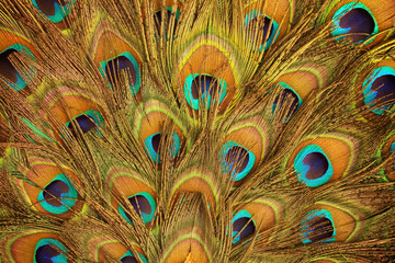 Fototapeta premium Peacock green and blue plumage in close up.
