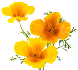 Plakat flower Eschscholzia californica (California poppy, golden poppy, California sunlight, cup of gold) isolated on white background shots in macro lens close-up