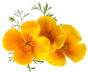 Poster de jardin Coquelicots Fleur Eschscholzia californica (pavot de Californie, coquelicot doré, lumière du soleil de Californie, tasse d& 39 or) isolé sur fond blanc en gros plan de l& 39 objectif macro