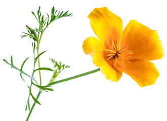 Naklejka premium flower Eschscholzia californica (California poppy, golden poppy, California sunlight, cup of gold) isolated on white background shots in macro lens close-up