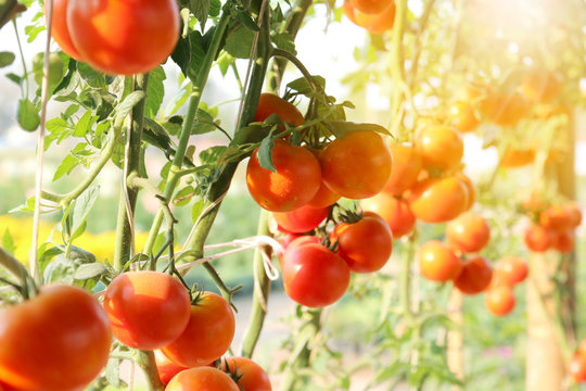 Ripe tomatoes natural