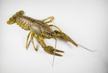 living Crayfish on a white background