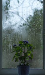 The flower on the wet window