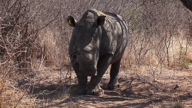 White Rhino (dehorned) sitting under a tree in Metabos National Park, Zimbabwe (4k footage)