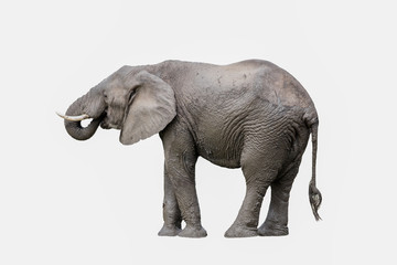 Fototapeta na wymiar elephant isolated