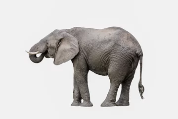 Crédence de cuisine en verre imprimé Éléphant éléphant isolé