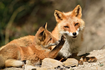 キタキツネの親子