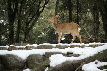 奈良公園の雪景色