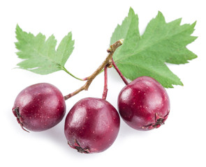 Hawthorn berries isolated on white background.