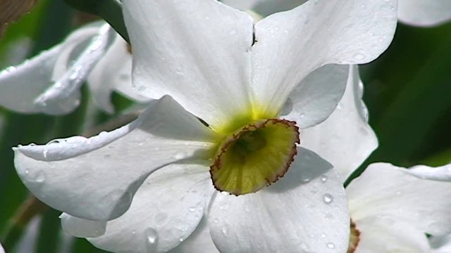 Mit Wassertropfen verzierte Dichternarzissen bewegen sich im Wind (Makroaufnahme)
