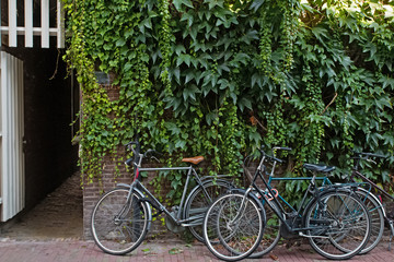 Fototapeta na wymiar Bycikles near the wall with climbing green plants