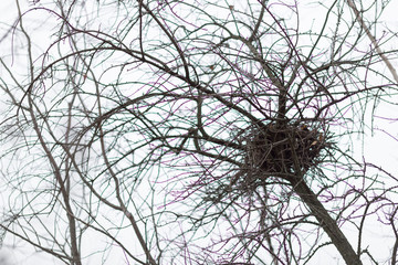 nest in a tree under the sky