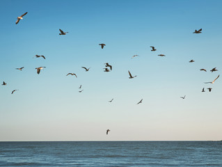 Flying seaulls over the calm sea