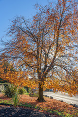 Fototapeta premium Single golden tree in the park of Windermere, England