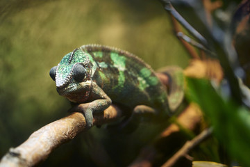 Green chameleon © Onionastudio