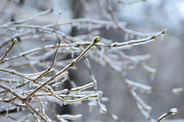 Branches of a tree covered with ice close up