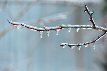 Branches of a tree covered with ice close up