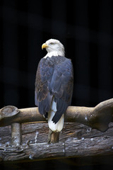 Bald Eagel on dark background