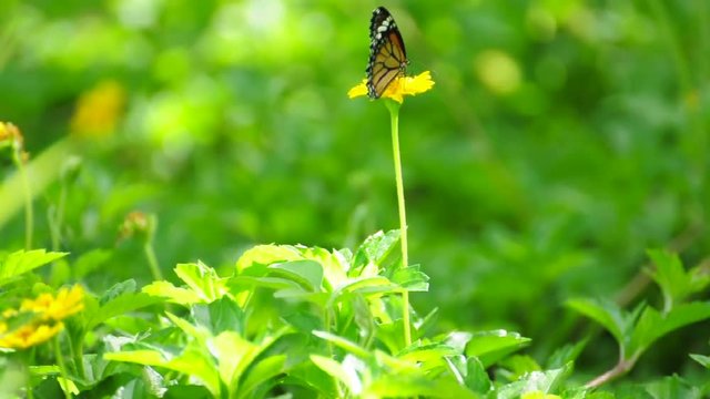 Common tiger butterfly swarms on yellow sulfur cosmos flower in the field. (HD footage with sound) 