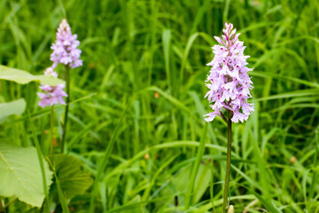 Orchideen in Bargen