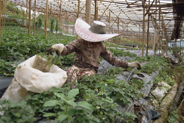 Strawberry growing, Cameron Highlands, Malaysia