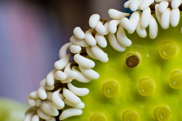 White lotus pods and pollen
