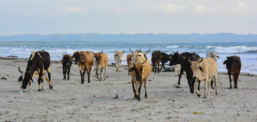 Cattle in the Pacific Coast, Ecuador