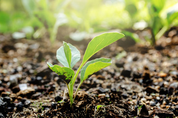 Growing Young Green Seedling Sprouts in Cultivated Agricultural