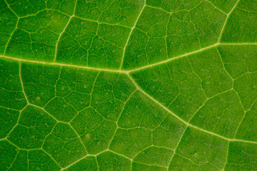 Texture of a green leaf as background.