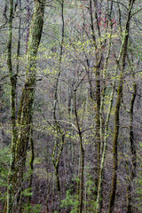 Early Spring In Georgia B