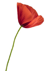 red poppy flower isolated on white background shots in macro lens close-up