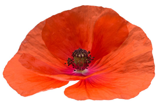 red poppy flower isolated on white background shots in macro lens close-up