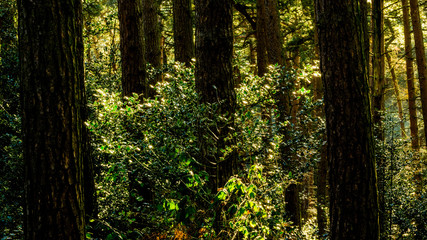 Fototapeta na wymiar forest conifers uk