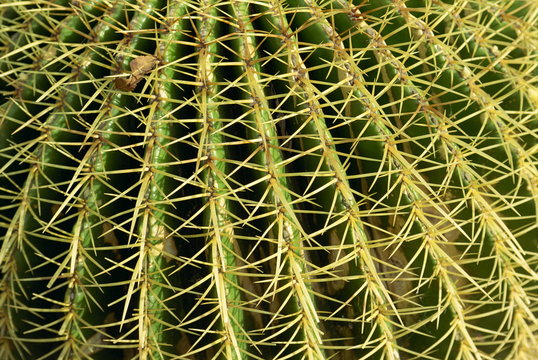 Close-up of cactus spines - Powered by Adobe