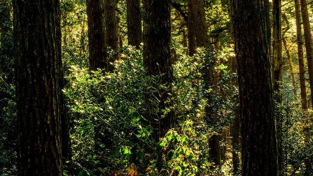forest conifers uk © david hughes