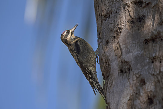 A Ladder Backed Woodpecker forages on a palm tree Florida USA