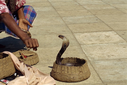 Snake charmer on the waterfront, Colombo, Sri Lanka