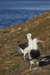 Pair of Black-browed Albatross (Thalassarche melanophrys) courting on the cliffs of Saunders Island in the Falkland Islands.