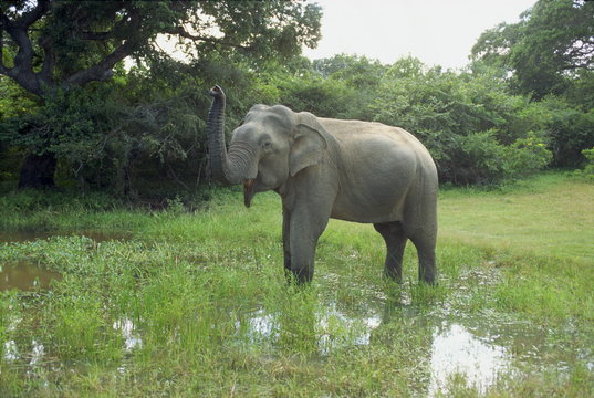Elephant in Yala Game Park, Sri Lanka