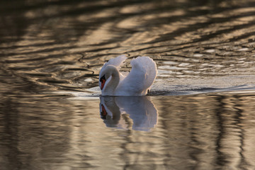 Mirrored mute swan (Cygnus olor)