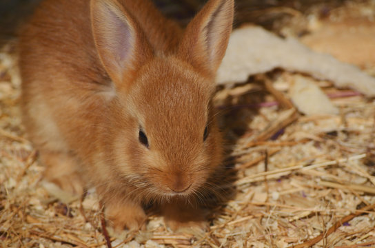 Cute little fluffy eared rabbit in a paddock.
