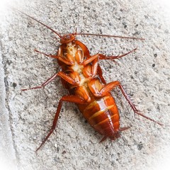 cockroach