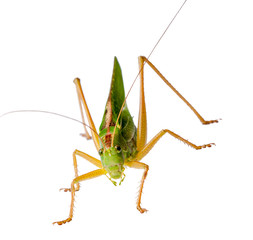 Female locust with ovipositor. Locust, grasshopper isolated on white background shot in a macro lens.